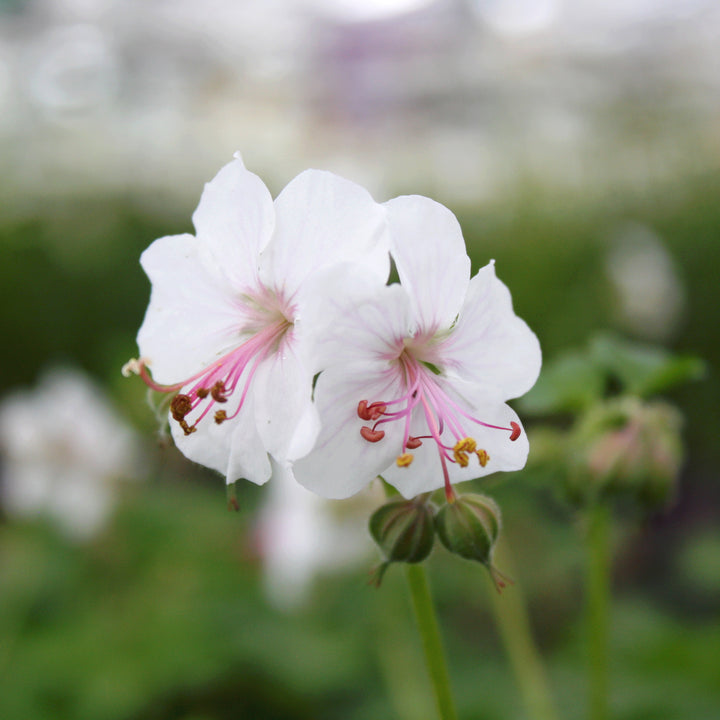 Al's Garden & Home 'Biokovo' Hardy Geranium (Geranium cantabrigiense), 1 Gallon perennial