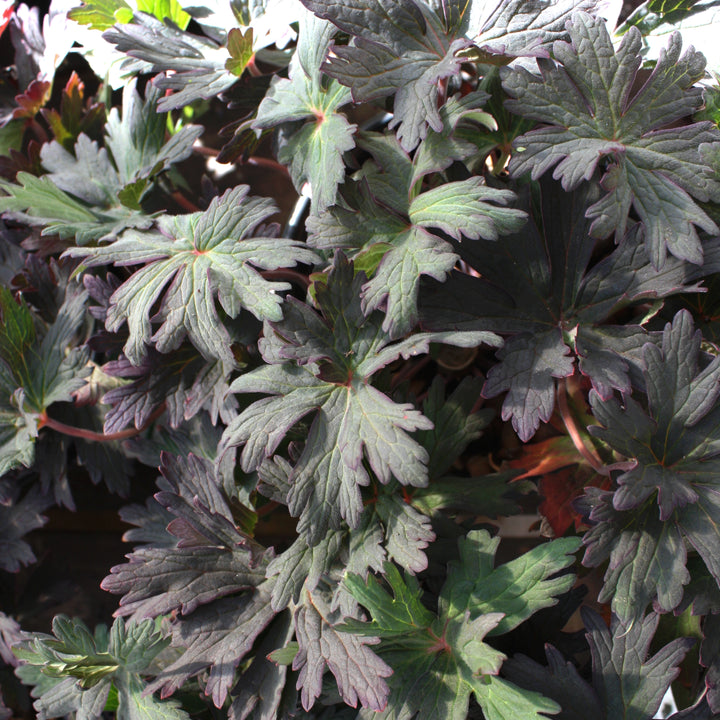 Al's Garden & Home 'Boom Chocolatta' Hardy Geranium (Geranium cantabrigiense), 1 Gallon perennial