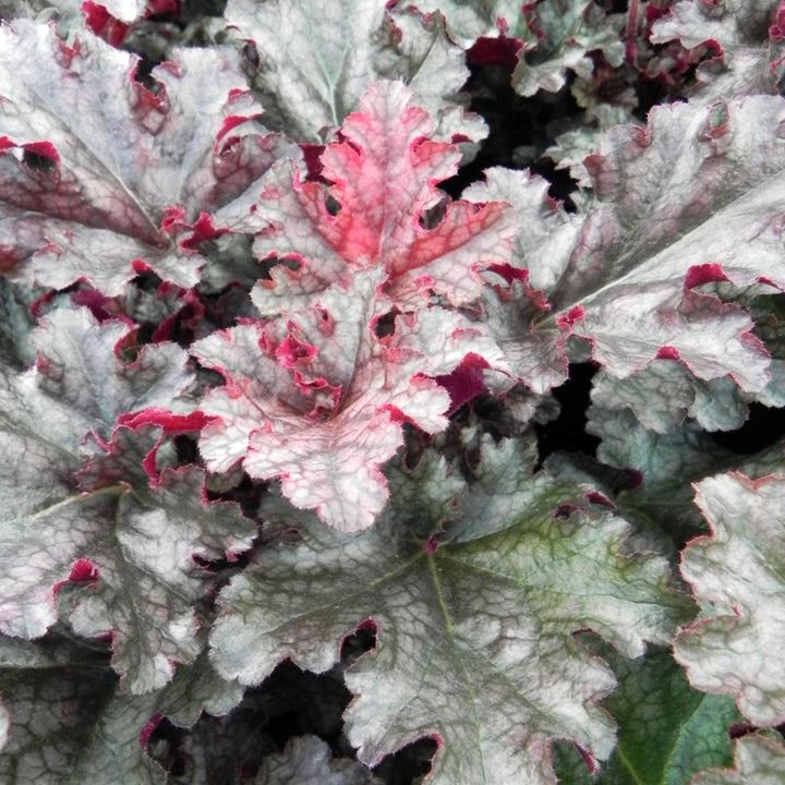 Al's Garden & Home 'Berry Marmalade' Coral Bells (Heuchera), 1 Gallon perennial