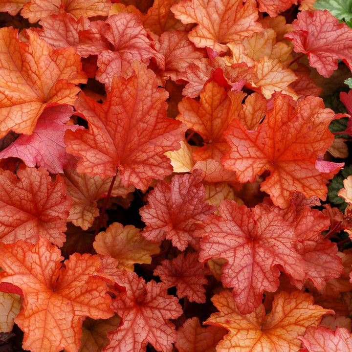 Al's Garden & Home 'Paprika' Coral Bells (Heuchera), 1 Gallon perennial