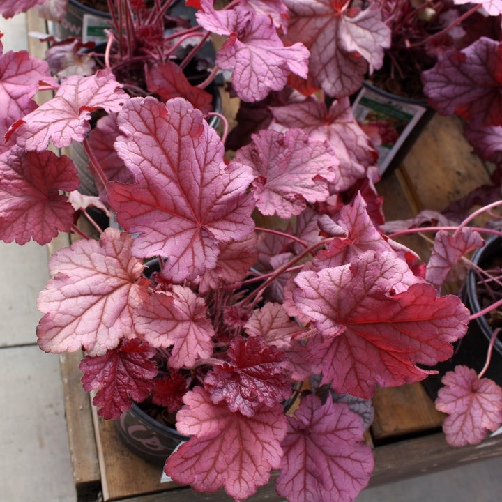 Al's Garden & Home 'Berry Smoothie' Coral Bells (Heuchera), 1 Gallon perennial