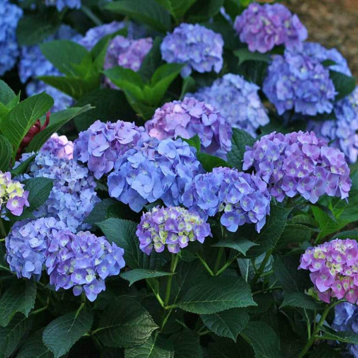 Al's Garden & Home 'Let's Dance Blue Jangles' Mophead Hydrangea (Hydrangea macrophylla), 3 Gallon shrub