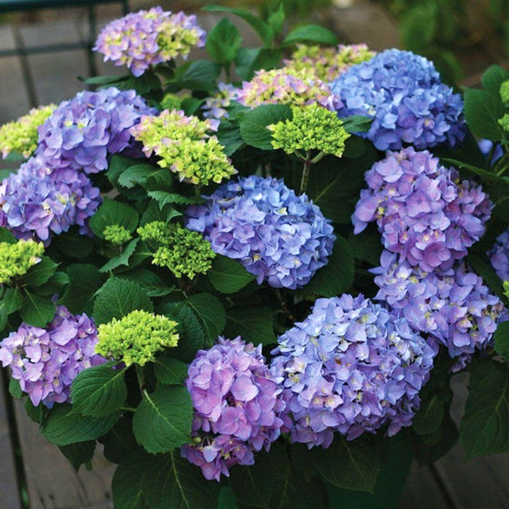 Al's Garden & Home 'Let's Dance Rhythmic Blue' Mophead Hydrangea (Hydrangea macrophylla), 3 Gallon shrub