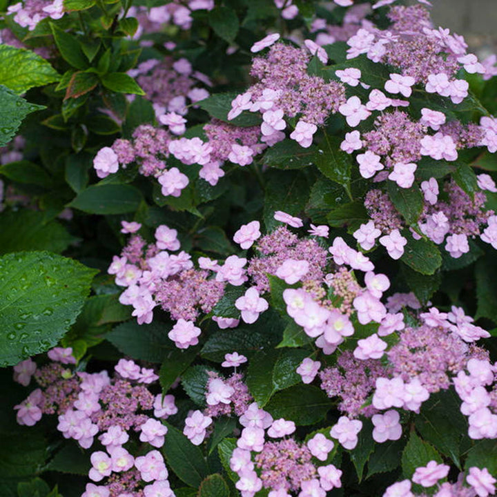 Al's Garden & Home 'Tiny Tuff Stuff' Mountain Hydrangea (Hydrangea serrata), 2 Gallon shrub