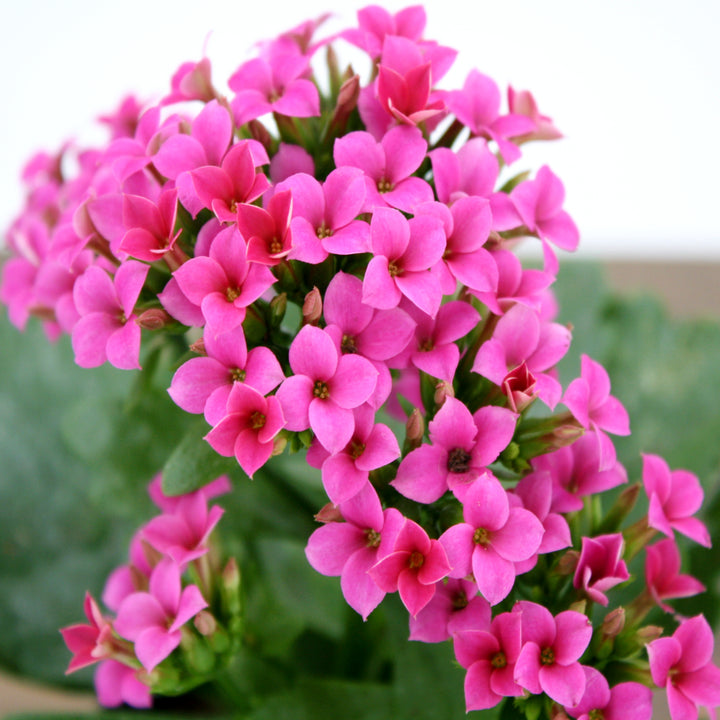 Kalanchoe