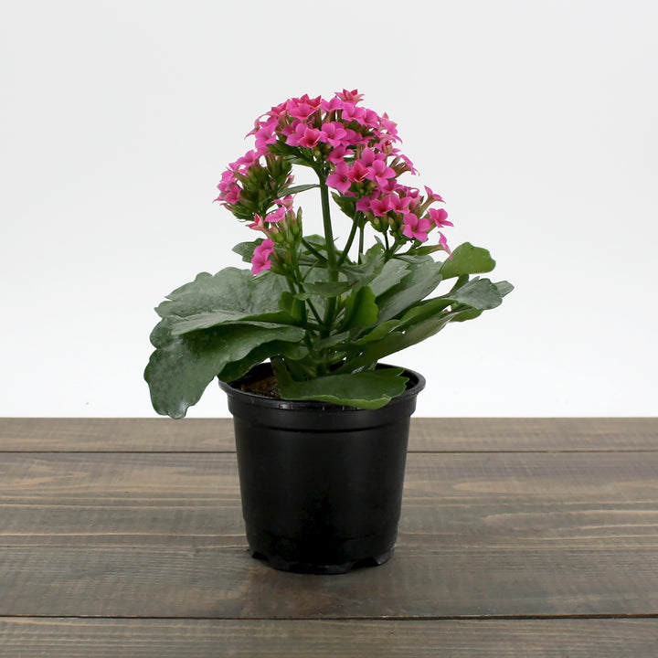 Kalanchoe