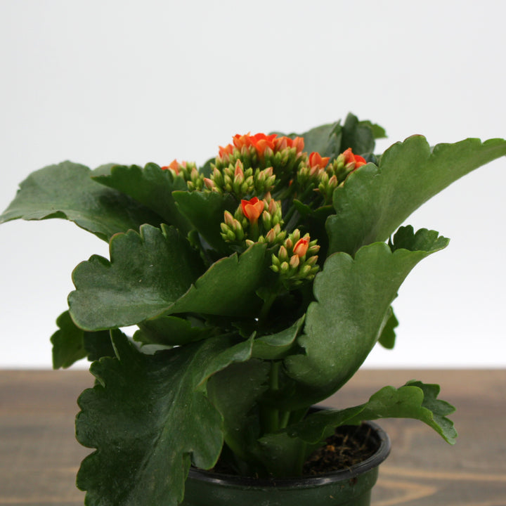 Kalanchoe