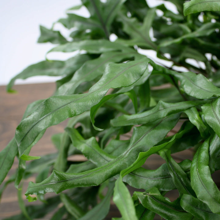 Al's Garden & Home generic Kangaroo Fern (Microsorum pustulatum), 6 Inch houseplant