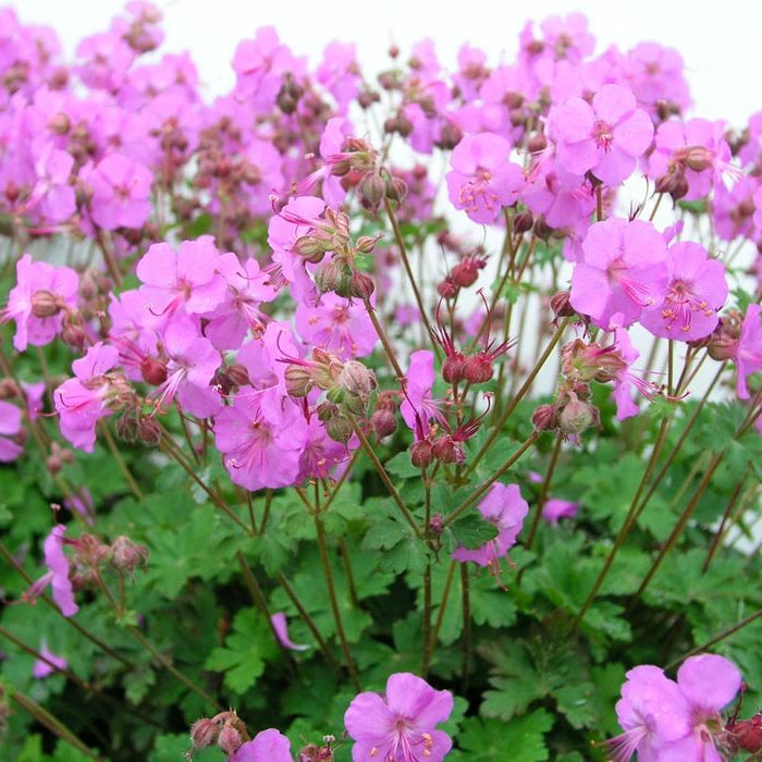Al's Garden & Home 'Karmina' Hardy Geranium (Geranium cantabrigiense), 1 Gallon perennial