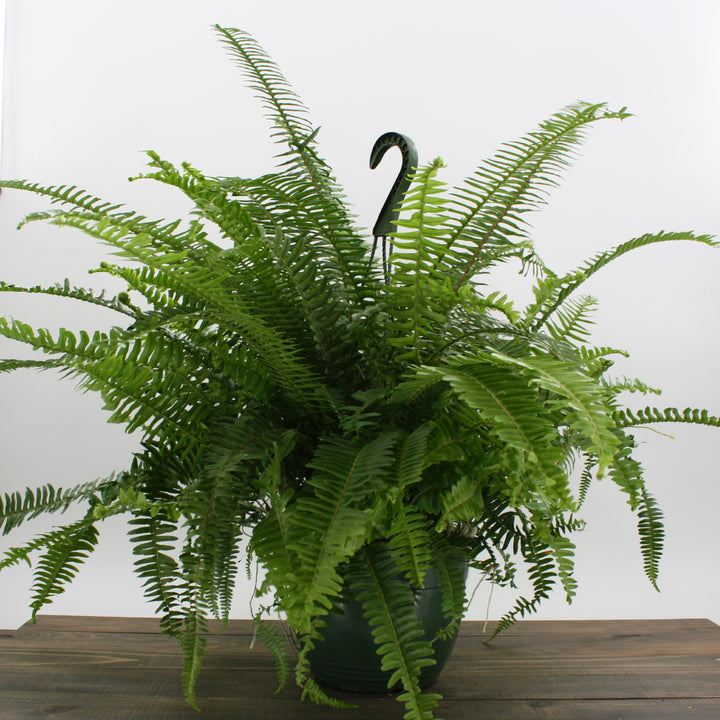 Mainland Floral generic Kimberly Queen Fern (Nephrolepis obliterata), 8 Inch Hanging Basket houseplant