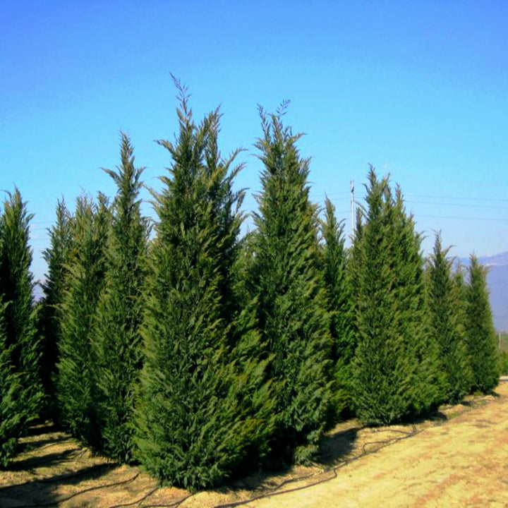 Al's Garden & Home generic Leyland Cypress (Cupressocyparis leylandii), 7 Gallon tree