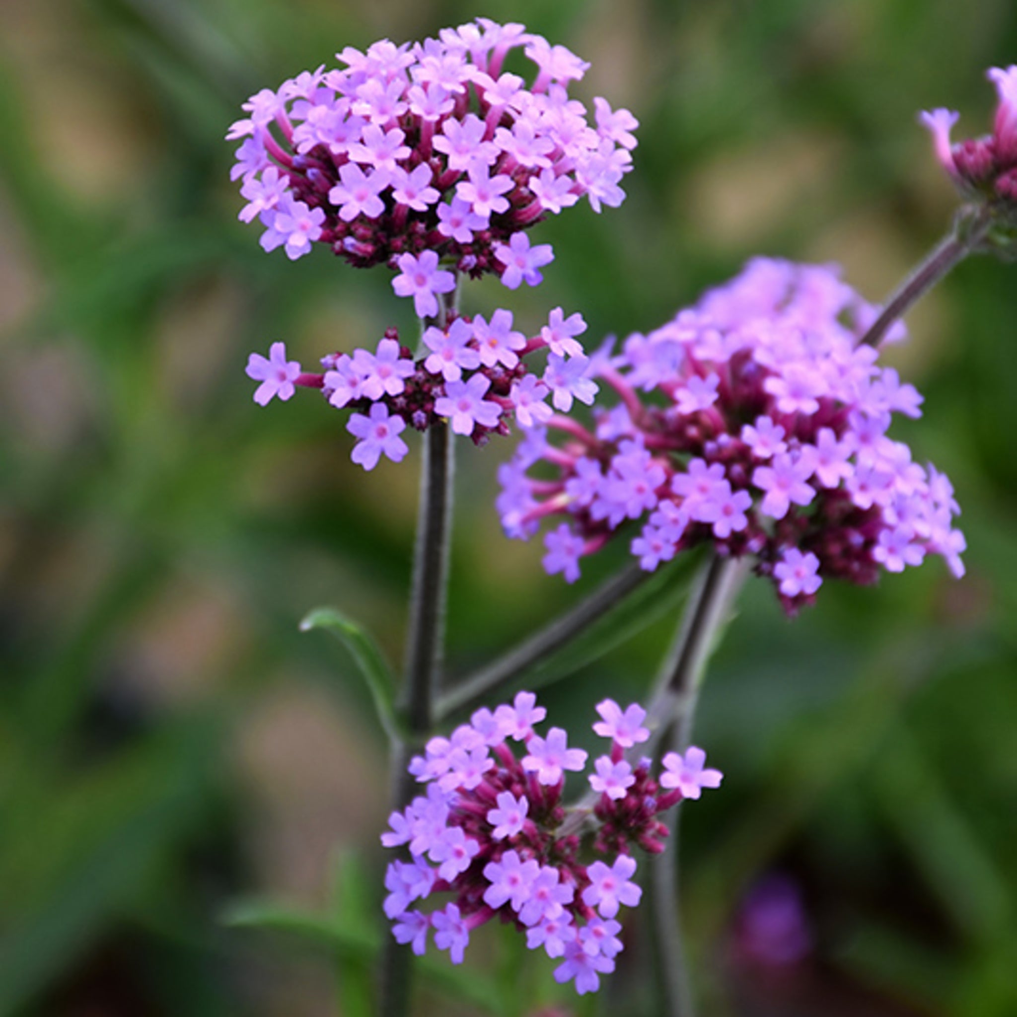 Obsession Red Verbena (Verbena 'Obsession Red') in Brainerd Baxter Little  Falls Aitkin Nisswa Mille Minnesota MN at Landsburg Landscape Nursery