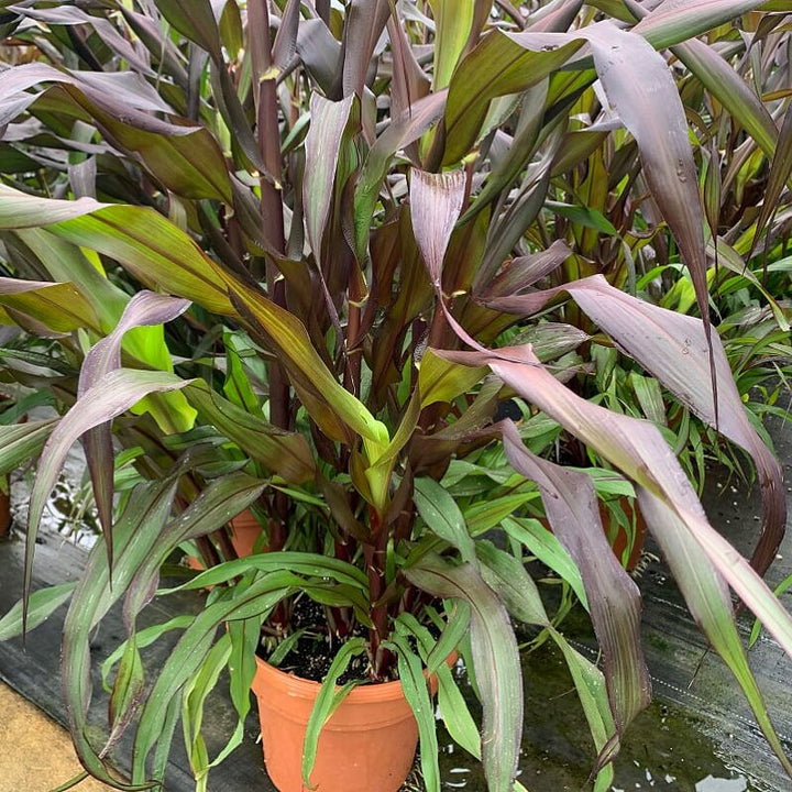 Al's Garden & Home 'Purple Baron' Millet (Pennisetum glaucum), 10 Inch annual