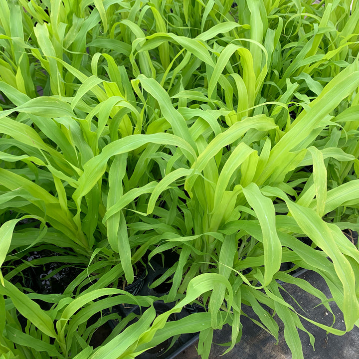 Al's Garden & Home 'Jade Princess' Millet (Pennisetum glaucum), 1 Gallon annual