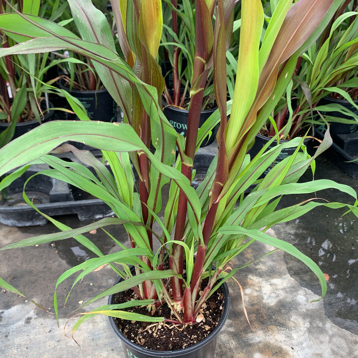 Al's Garden & Home 'Purple Baron' Millet (Pennisetum glaucum), 1 Gallon annual