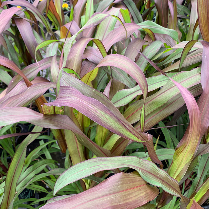 Al's Garden & Home 'Jester' Millet (Pennisetum glaucum), 1 Gallon annual