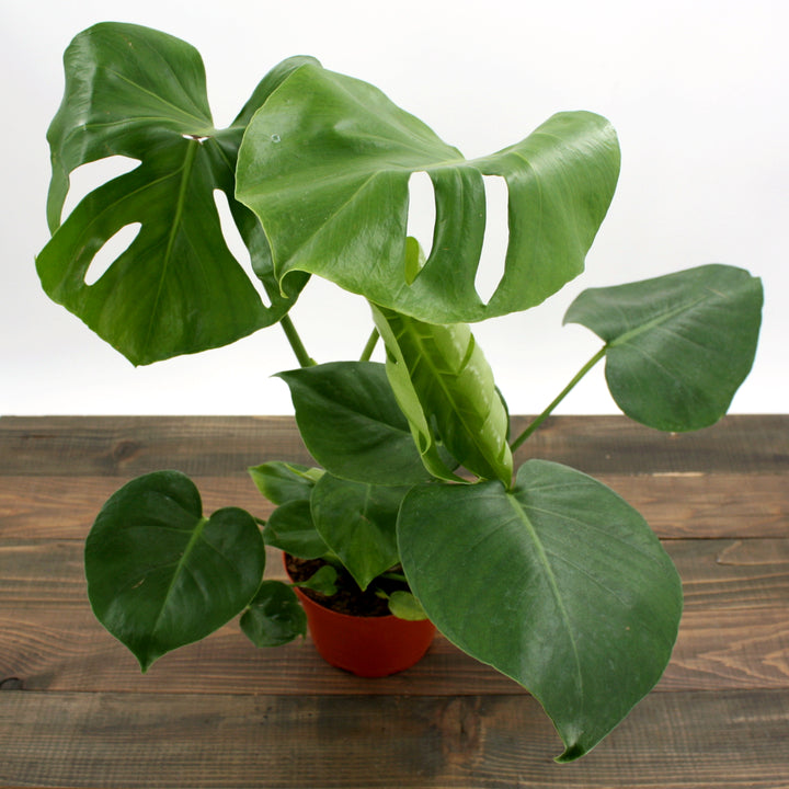 Superior Plant Sales generic Split Leaf Philodendron (Monstera deliciosa), 12 Inch houseplant