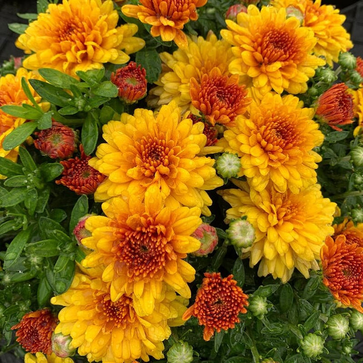 Al's Garden & Home 'Yellow/Gold' Mums (Chrysanthemum), 4 Inch annual