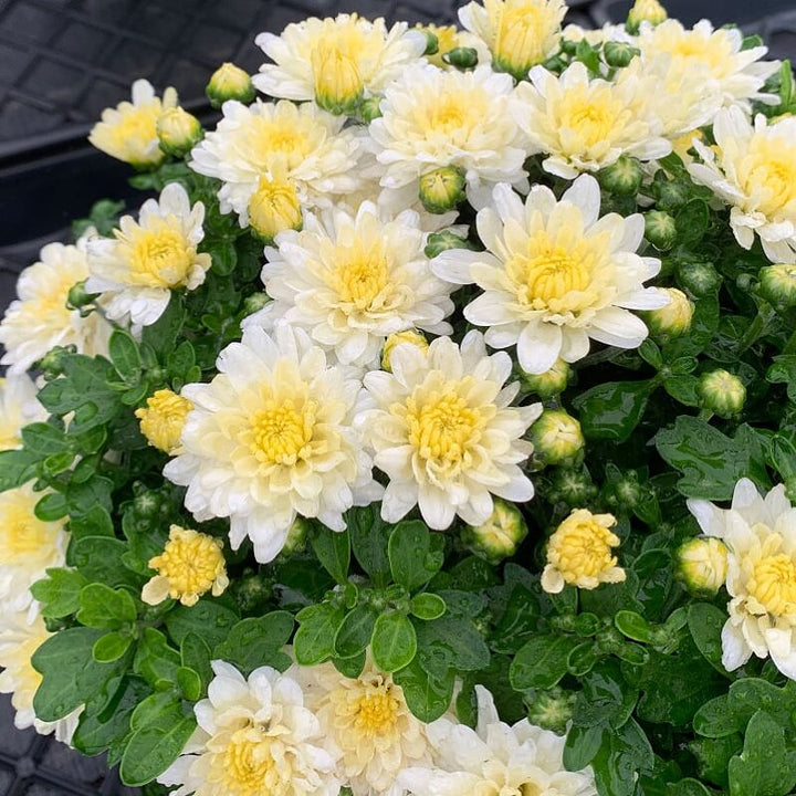Al's Garden & Home 'White' Mums (Chrysanthemum), 4 Inch annual