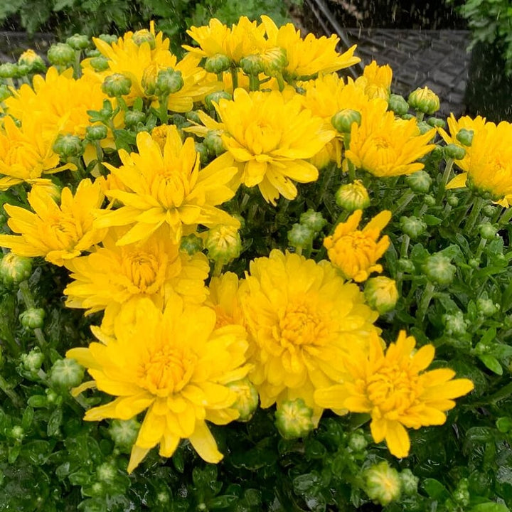 Al's Garden & Home 'Yellow' Mums (Chrysanthemum), 8 Inch annual