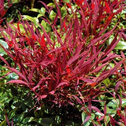 Al's Garden & Home 'Burgundy Wine' Heavenly Bamboo (Nandina domestica), 1 Gallon shrub
