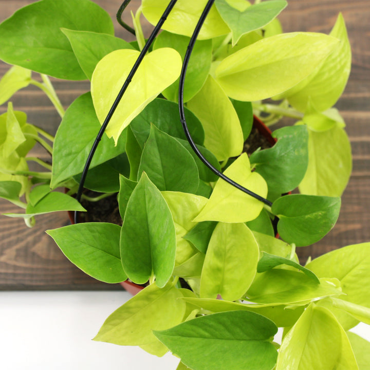 Al's Garden & Home 'N'Joy' Pothos (Epipremnum aureum), 4 Inch houseplant