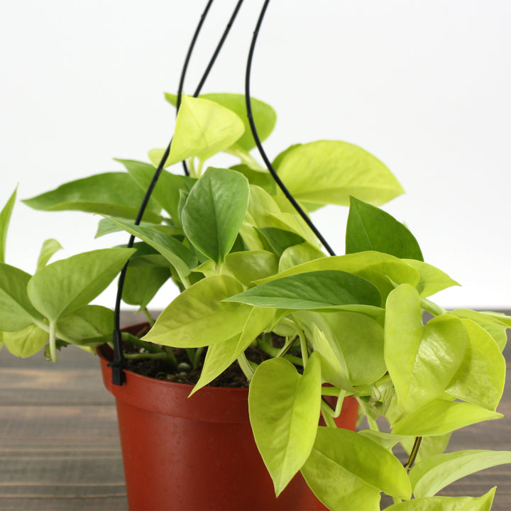 Al's Garden & Home 'N'Joy' Pothos (Epipremnum aureum), 4 Inch houseplant