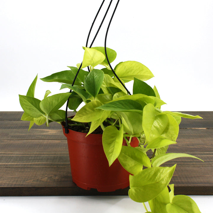 Al's Garden & Home 'N'Joy' Pothos (Epipremnum aureum), 4 Inch houseplant