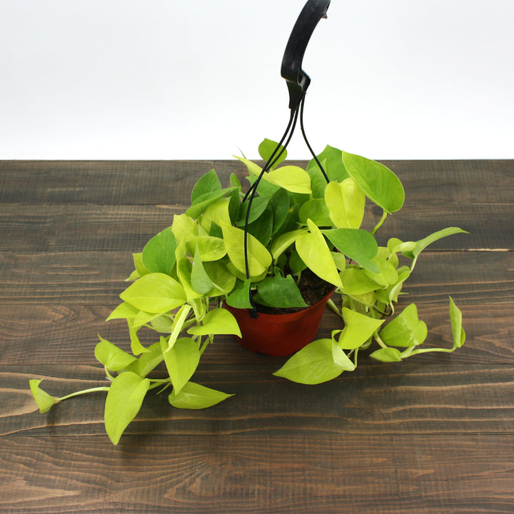 Al's Garden & Home 'N'Joy' Pothos (Epipremnum aureum), 4 Inch houseplant