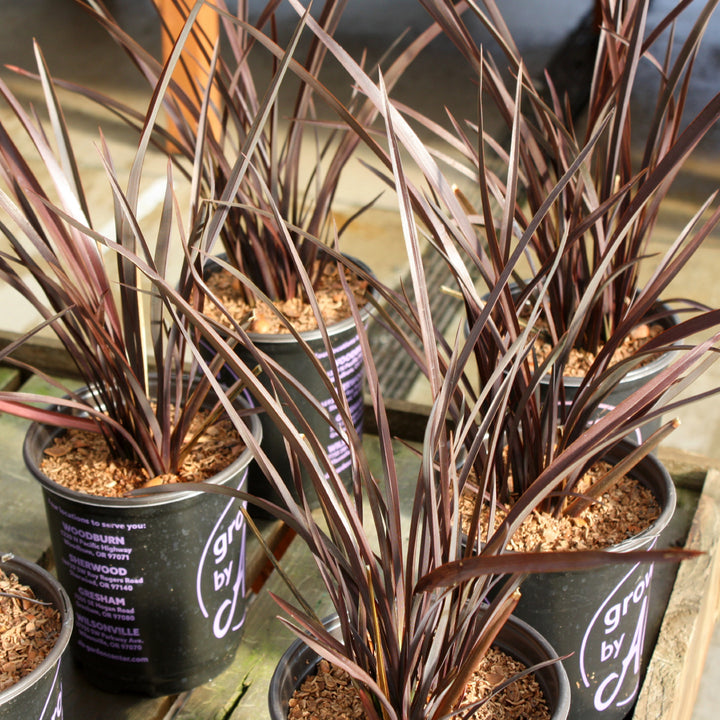 Al's Garden & Home 'Amazing Red' New Zealand Flax (Phormium), 1 Gallon perennial