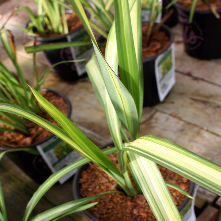 Al's Garden & Home 'Yellow Wave' New Zealand Flax (Phormium), 1 Gallon perennial