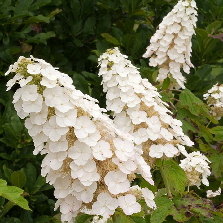 Al's Garden & Home 'Gatsby's Gal' Oakleaf Hydrangea (Hydrangea quercifolia), 2 Gallon shrub
