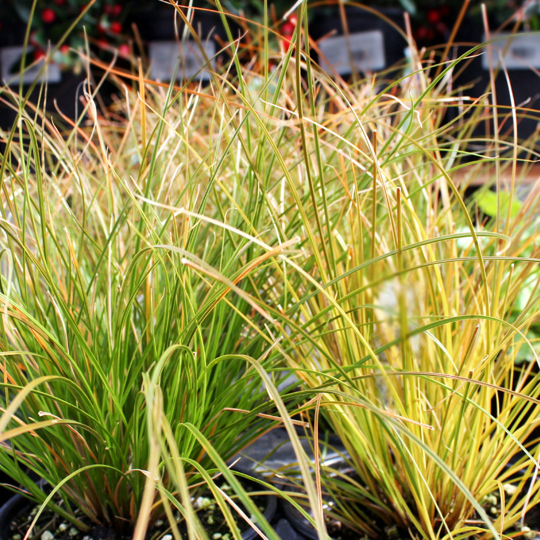Orange Sedge