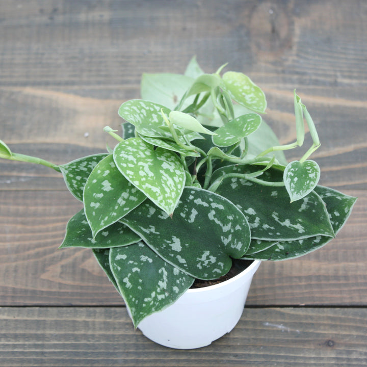 Al's Garden & Home 'Satin' Pothos (Epipremnum aureum), 4 Inch houseplant