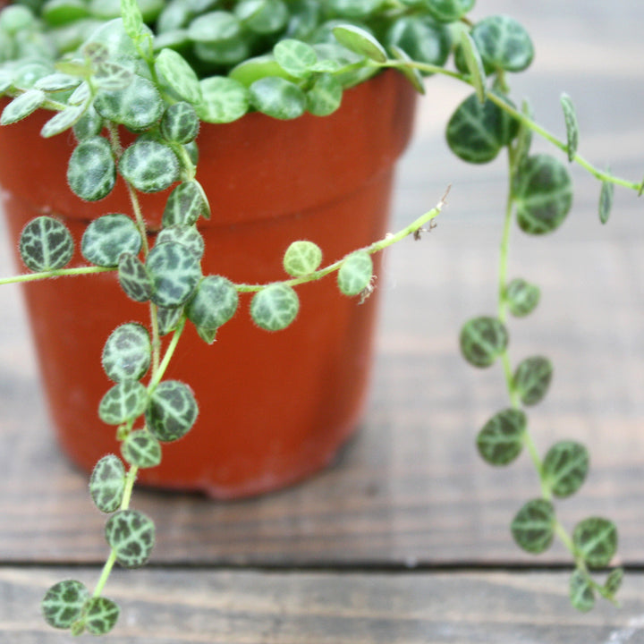 Al's Garden & Home generic String of Turtles (Peperomia prostrata), 6 Inch Hanging Basket