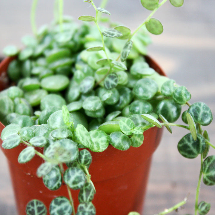 Al's Garden & Home generic String of Turtles (Peperomia prostrata), 4 Inch Hanging Basket