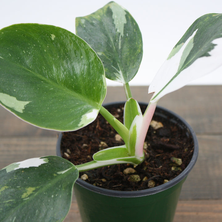Al's Garden & Home 'White Wizard' Blushing Philodendron (Philodendron erubescens), 4 Inch houseplant