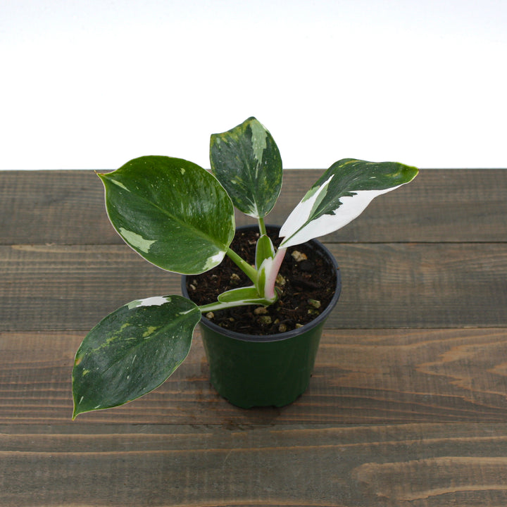 Al's Garden & Home 'White Wizard' Blushing Philodendron (Philodendron erubescens), 4 Inch houseplant