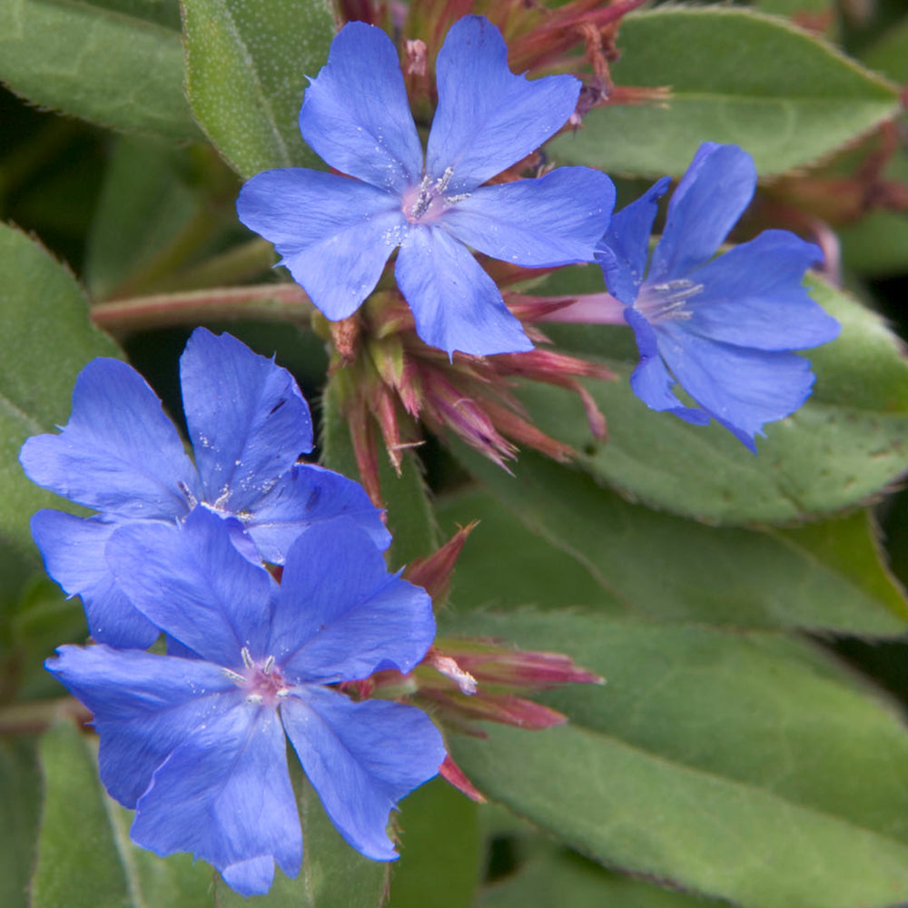 Al's Garden and Home Plumbago