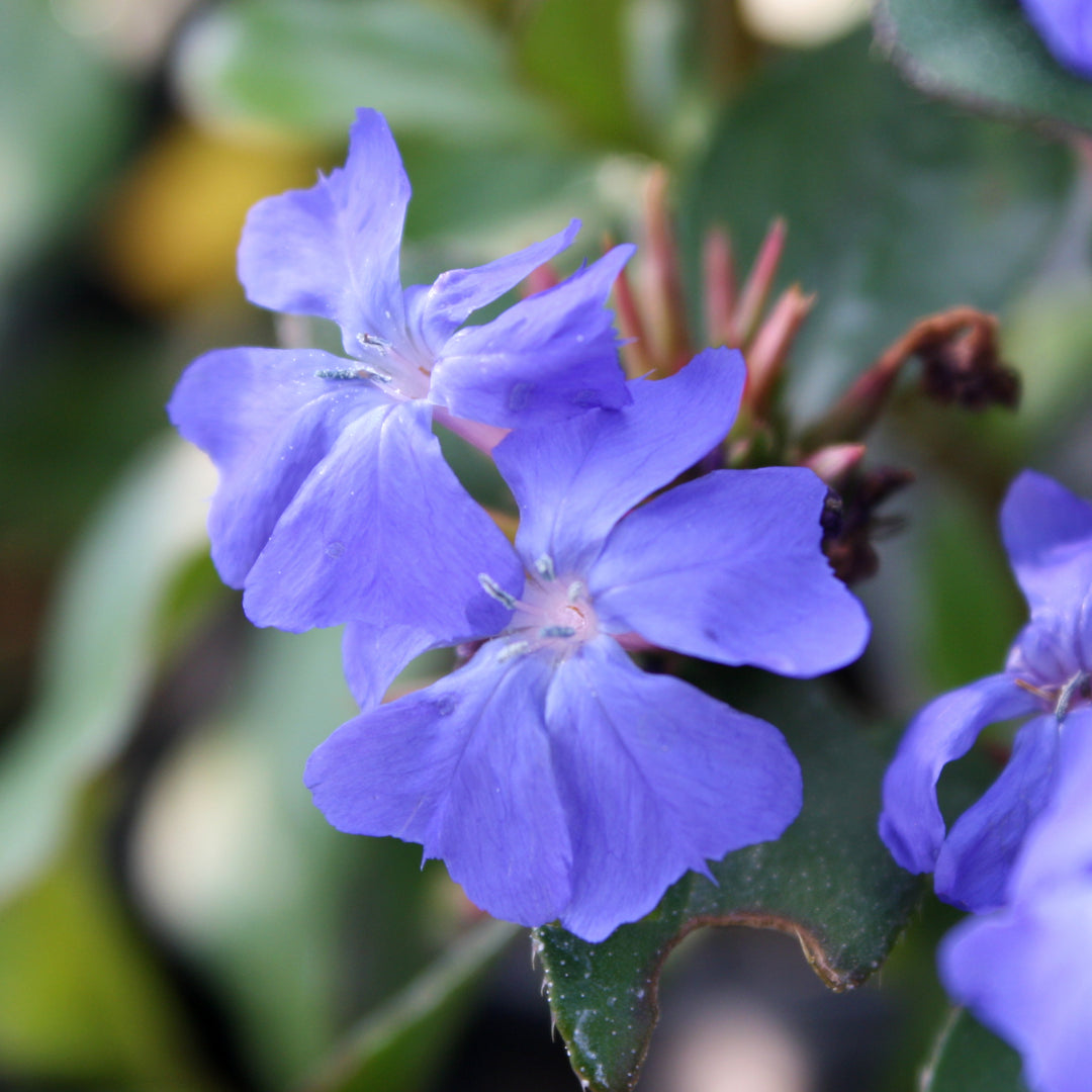 Al's Garden and Home Plumbago