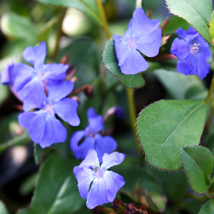 Al's Garden and Home Plumbago