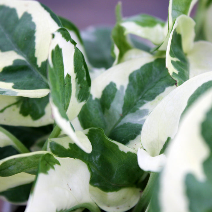 Al's Garden & Home 'N'Joy' Pothos (Epipremnum aureum), 4 Inch houseplant