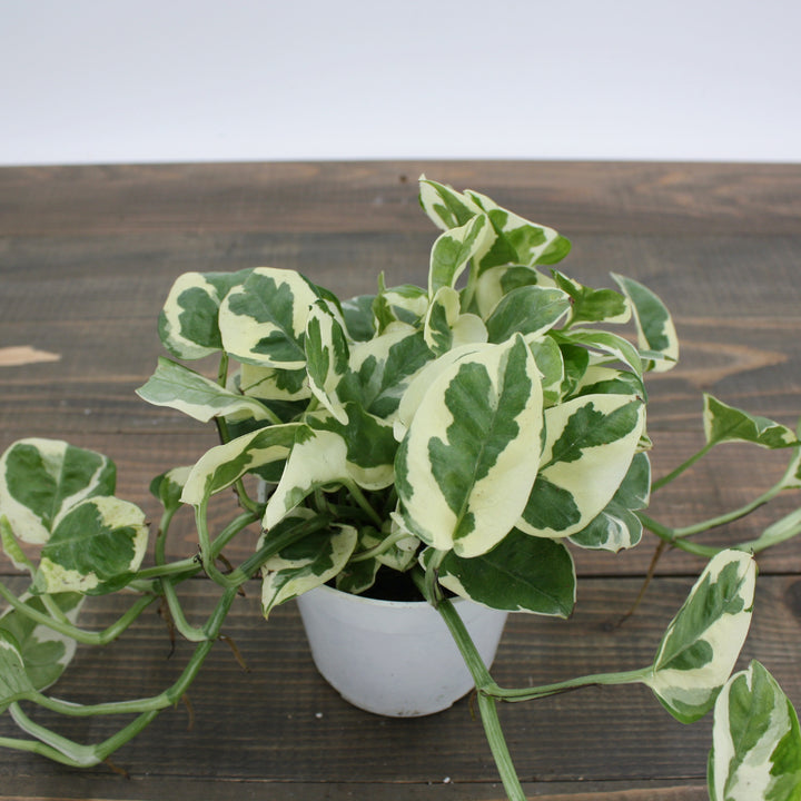 Al's Garden & Home 'N'Joy' Pothos (Epipremnum aureum), 4 Inch houseplant