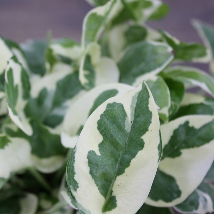 Al's Garden & Home 'N'Joy' Pothos (Epipremnum aureum), 4 Inch houseplant