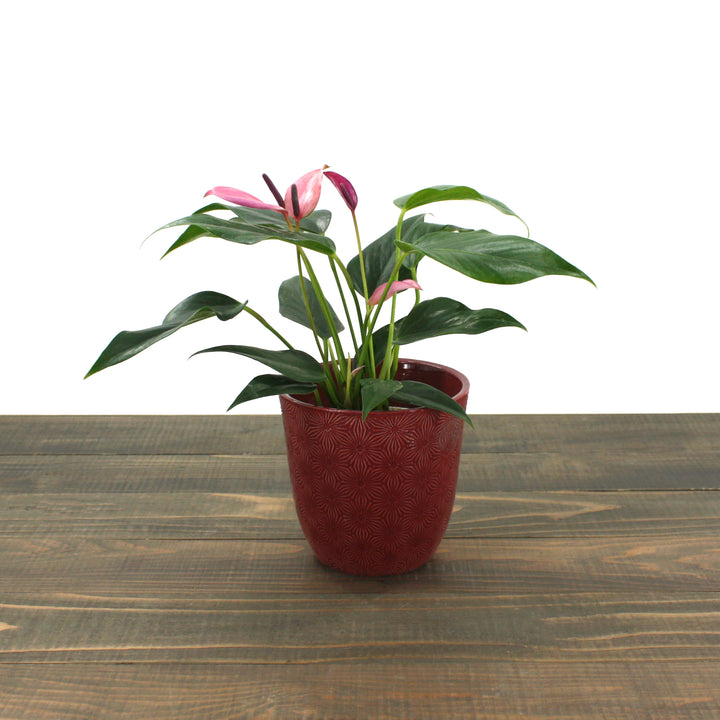 Al's Garden & Home 'Purple Flower' Flamingo Lily (Anthurium andraeanum), 4 Inch houseplant