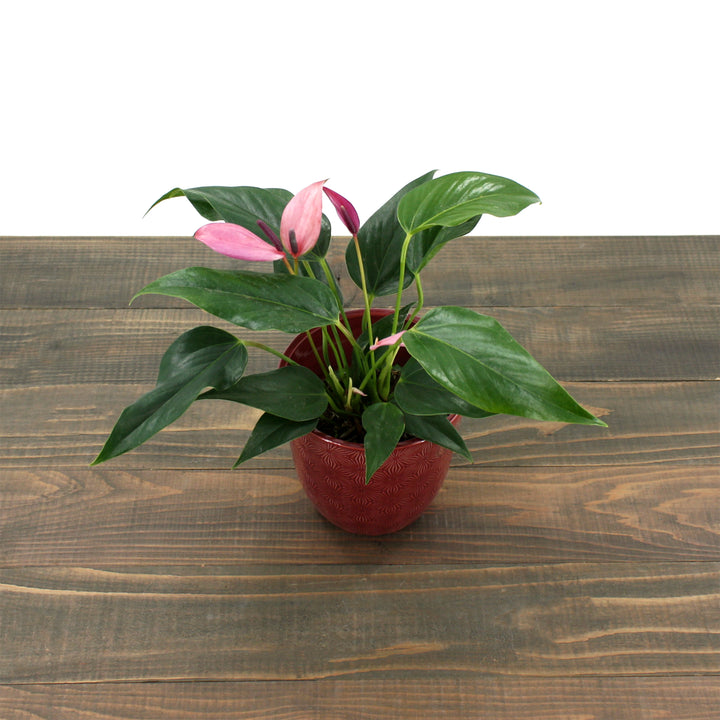 Al's Garden & Home 'Purple Flower' Flamingo Lily (Anthurium andraeanum), 4 Inch houseplant