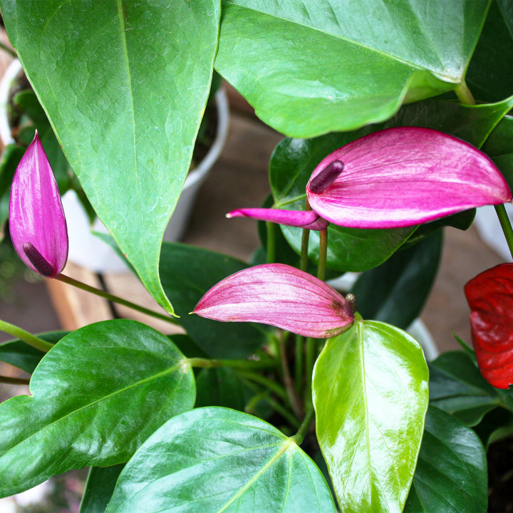 Al's Garden & Home 'Purple Flower' Flamingo Lily (Anthurium andraeanum), 4 Inch houseplant