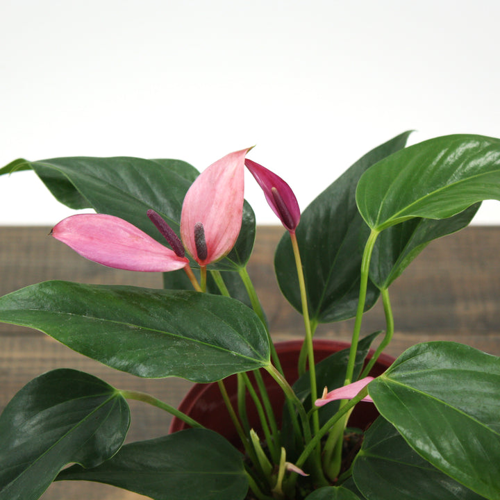 Al's Garden & Home 'Purple Flower' Flamingo Lily (Anthurium andraeanum), 4 Inch houseplant