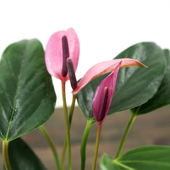Al's Garden & Home 'Purple Flower' Flamingo Lily (Anthurium andraeanum), 4 Inch houseplant