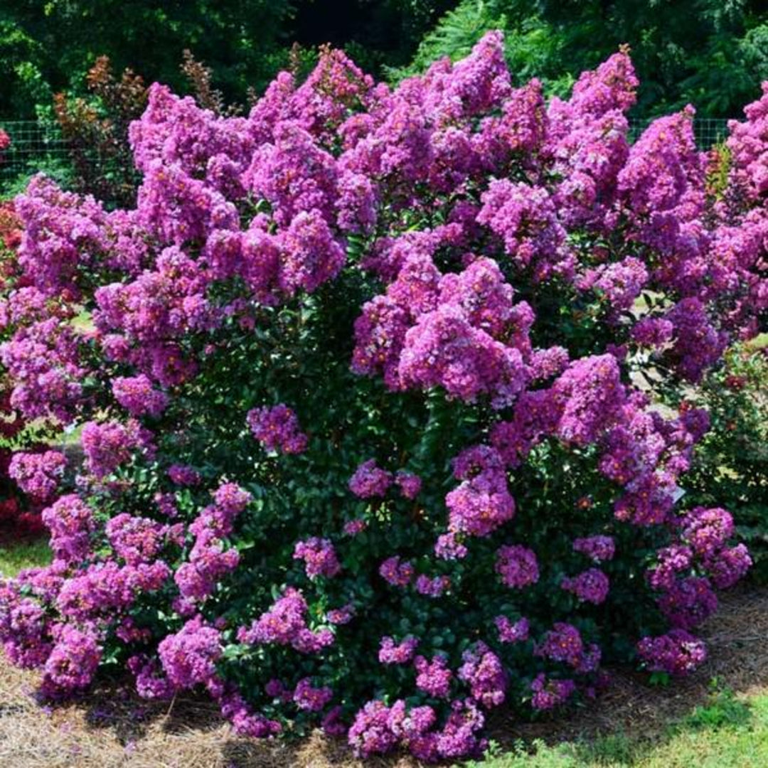 Al's Garden & Home 'First Editions Purple Magic' Crape Myrtle (Lagerstroemia), 1 Gallon shrub